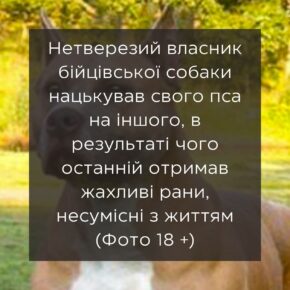 Нетрезвый владелец бойцовой собаки натравил своего пса на другого, в результате чего последний получил ужасные раны, несовместимые с жизнью (фото 18+)