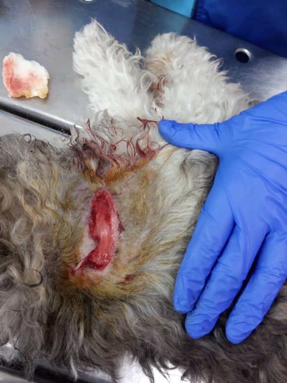 Нетрезвый владелец бойцовой собаки натравил своего пса на другого, в результате чего последний получил ужасные раны, несовместимые с жизнью (фото 18+)