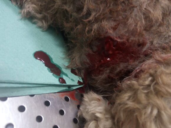 Нетрезвый владелец бойцовой собаки натравил своего пса на другого, в результате чего последний получил ужасные раны, несовместимые с жизнью (фото 18+)